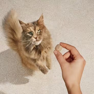 Carnilove Cat Freeze Dried 40g