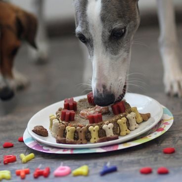 Animal Cake - Dort pro koně 440 g