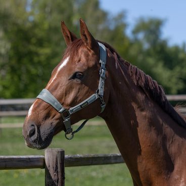 Ohlávka Covalliero Cordano Deluxe Kolekce 2026