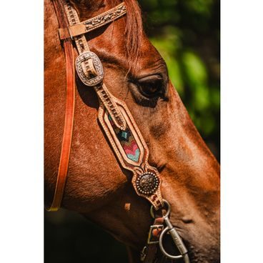 *W* Bosal Cassini Horse