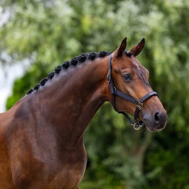 Ohlávka Equestrian Stockholm Line Pink Kolekce 2026