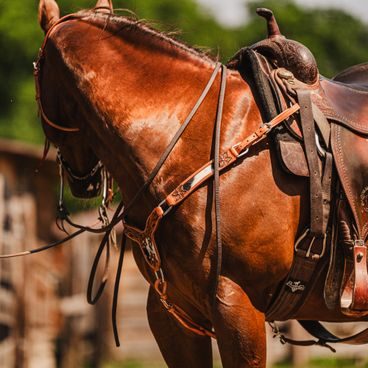 *W* Bosal Cassini Horse