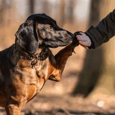 Obojek řetízkový s karabinou a očkem Sprenger Haken - Edelstahl Rostfrei, 3,0 mm, velikost 45 DOPRODEJ