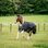 Deka výběhová Horseware Amigo 1200D 50g