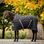 Deka stájová termo Horseware RAMBO Stable 200g Kolekce