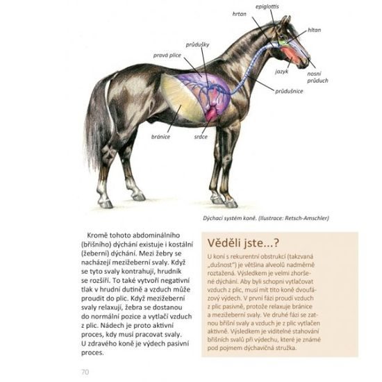 Publ Fritz Základní anatomie koní