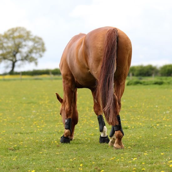 Kamaše Equilibrium Tri-zone Brushing