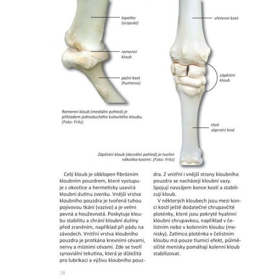 Publ Fritz Základní anatomie koní