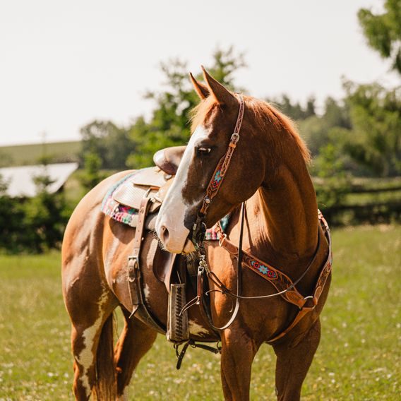 *W* Uzdečka a poprsník Cassini Lucky