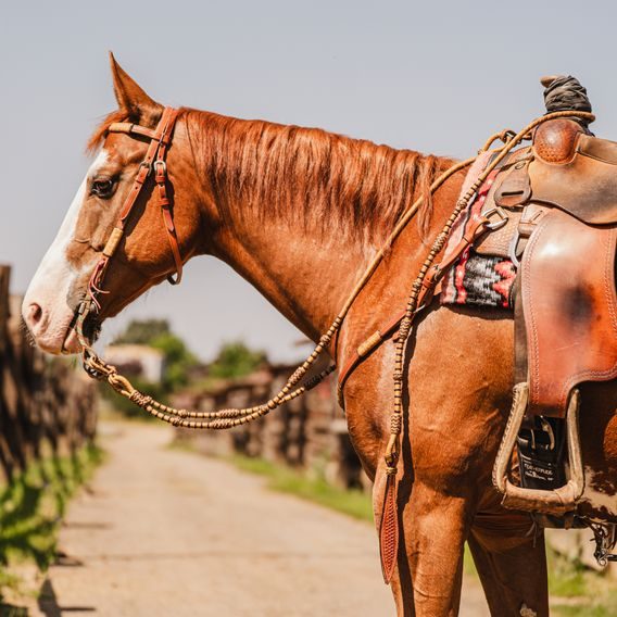 *W* Otěže Cassini Romal