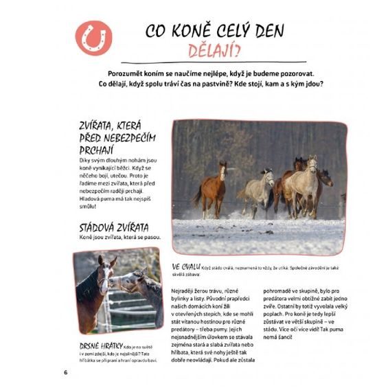 Publ Esbach Jak se dorozumět s koněm