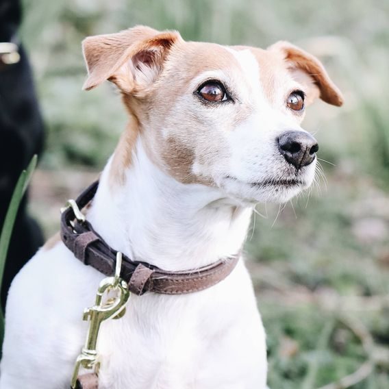 Obojek Kentucky Velvet Leather