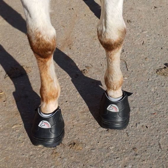 Boty pro koně Sawer Master Front