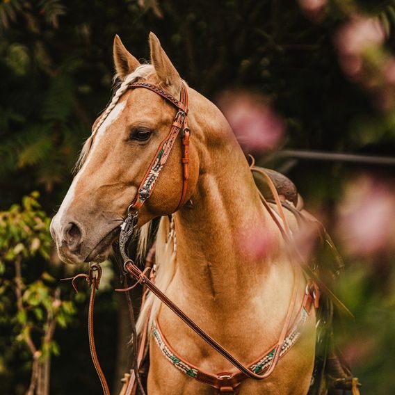 *W* Uzdečka Cassini Feather