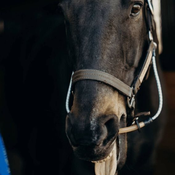 ThinLine Bussy/Buddy