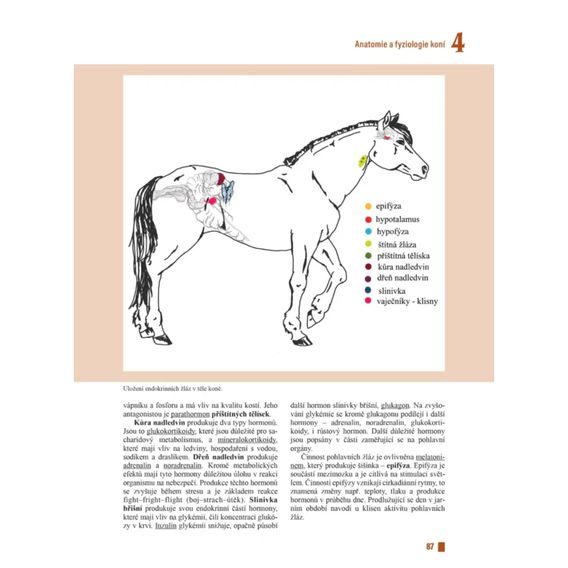 Publ doc. Ing. Miroslav Maršálek, CSc. - Praktický chov koní