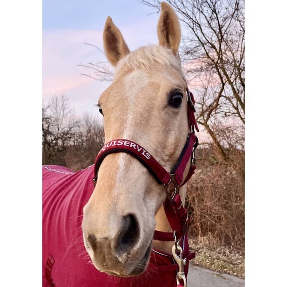 Ohlávka QHP&EQS Deluxe