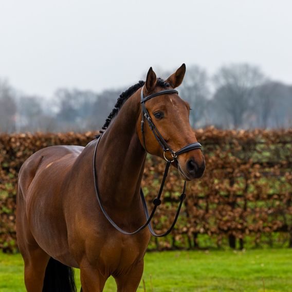Uzdečka Trust Rome hannoverský nánosník DOPRODEJ
