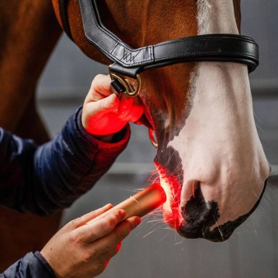 Svítilna set Horseware® LED Red Light Therapy Wand