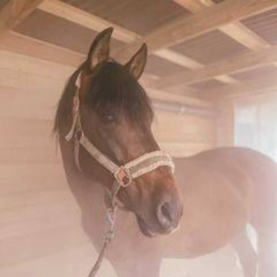 Solný generátor pro koně Equosonic Mobile III