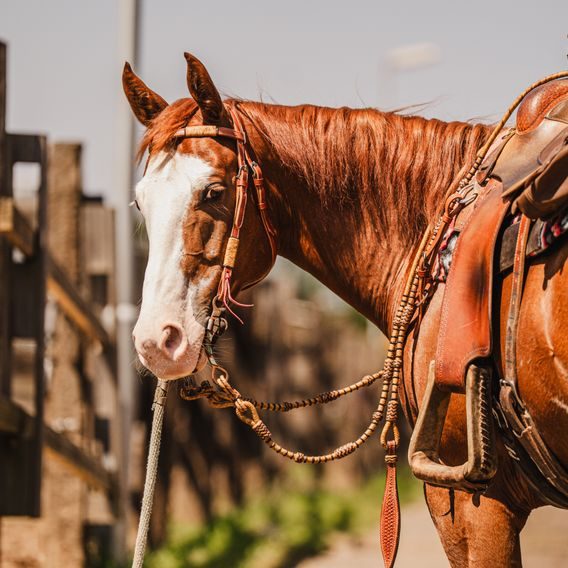 *W* Uzdečka a poprsník Cassini Rawhide