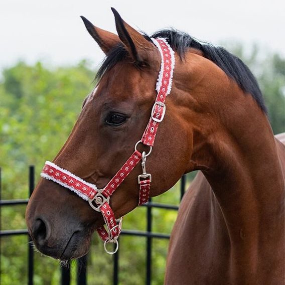 Ohlávka nylon QHP Christmas