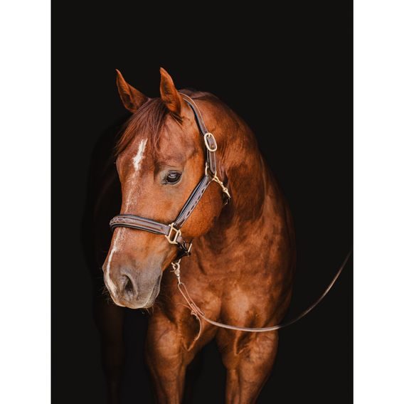 Ohlávka kožená Cassini prošívaná