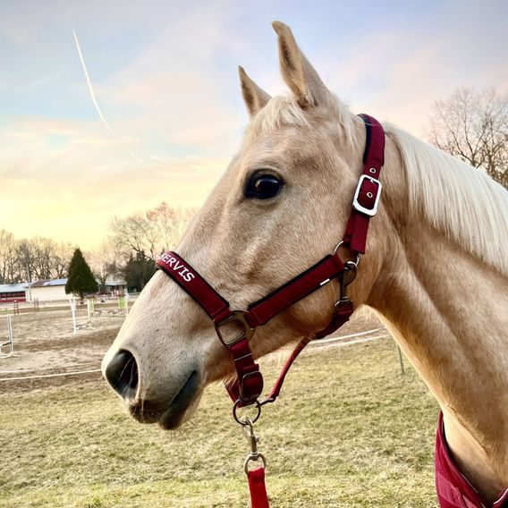 Ohlávka QHP&EQS Deluxe