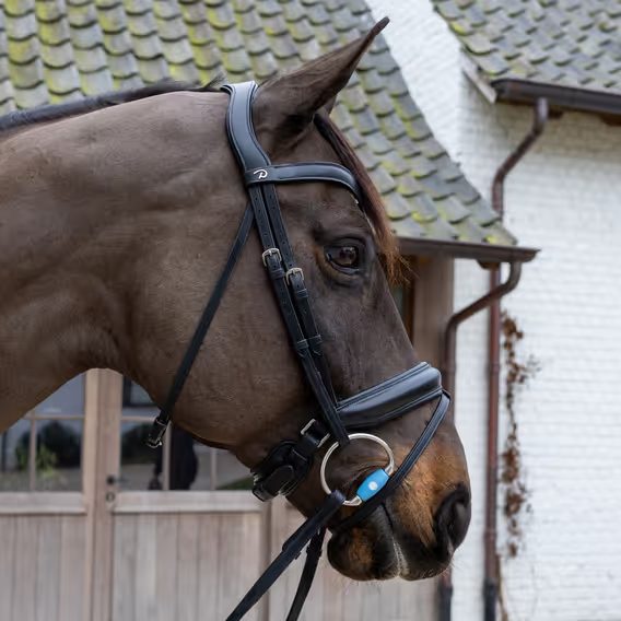 Oliva nelomená Velari by Kentucky Flex 20mm Medium