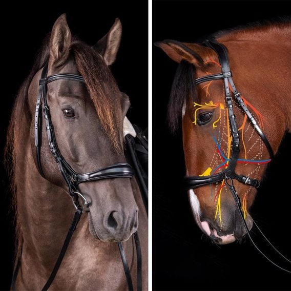 Uzdečka Schockemöhle Equitus Theta anatomická DOPRODEJ