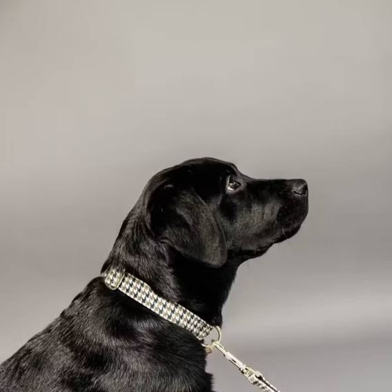 Obojek Kentucky Pied De Poule