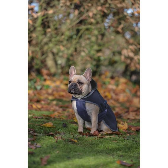 Deka na psa Bucas Show-Line