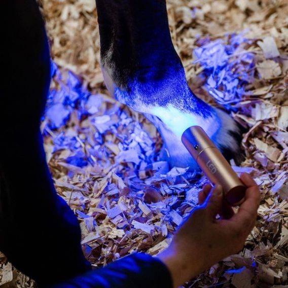 Svítilna set Horseware® LED Red Light Therapy Wand