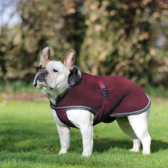 Deka na psa Bucas Show-Line Kolekce 2025