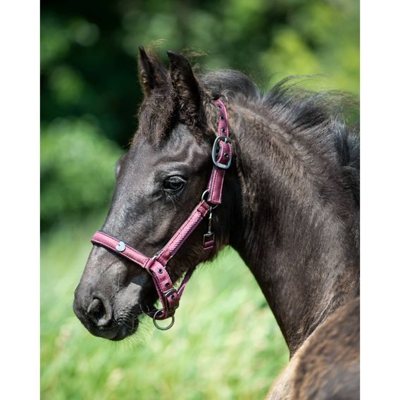 Ohlávka hříběcí QHP Lily