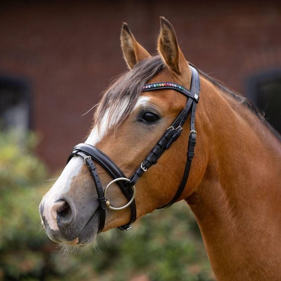 Uzdečka Horze Rainbow Dash angl. komb. nánosník