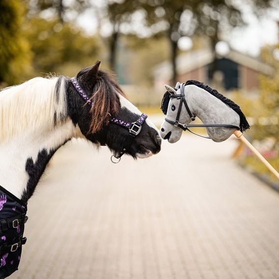 Ohlávka QHP Lize Kolekce 2025/26