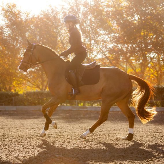 Podsedlová dečka LeMieux Essence Kolekce 2025/26