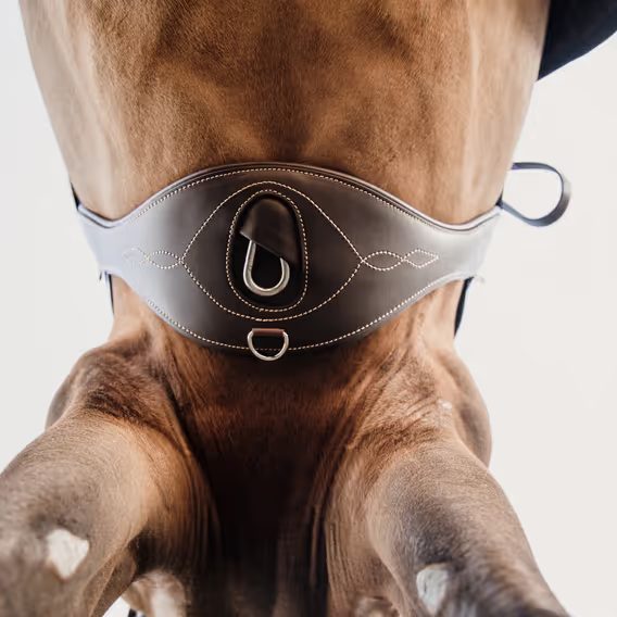 Podbřišník Kentucky anatomický 42408