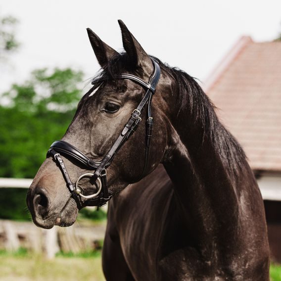 Uzdečka Passier Fantastic anatomická DOPRODEJ