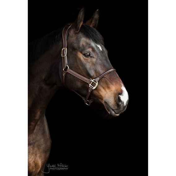 Ohlávka Kentucky Anatomic leather