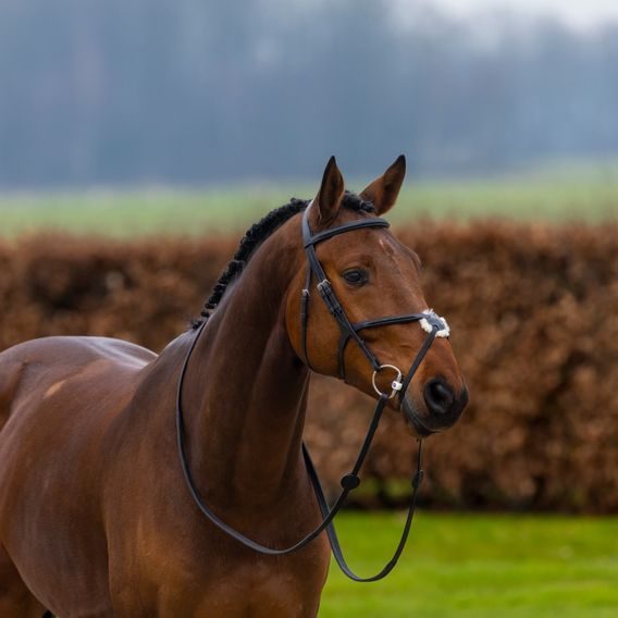 Uzdečka Trust Oslo mexický nánosník