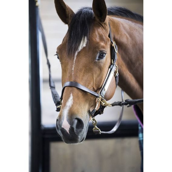 ThinLine Bussy/Buddy