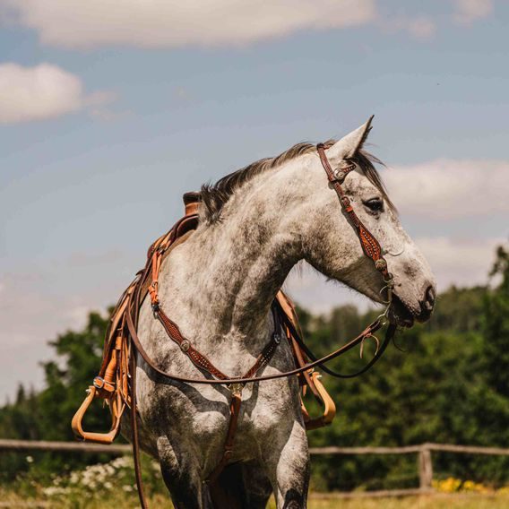 *W* Uzdečka a poprsník Cassini Flowers
