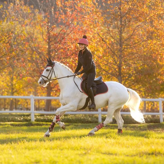 Podsedlová dečka LeMieux Suede Square Navy/cranberry Kolekce 2025/26