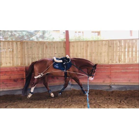 Lonžovací postroj Cassini DOPRODEJ