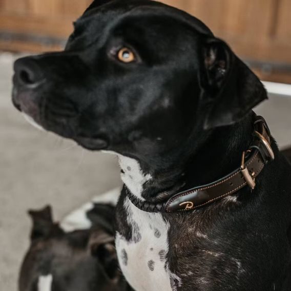 Obojek Dy'on Braided