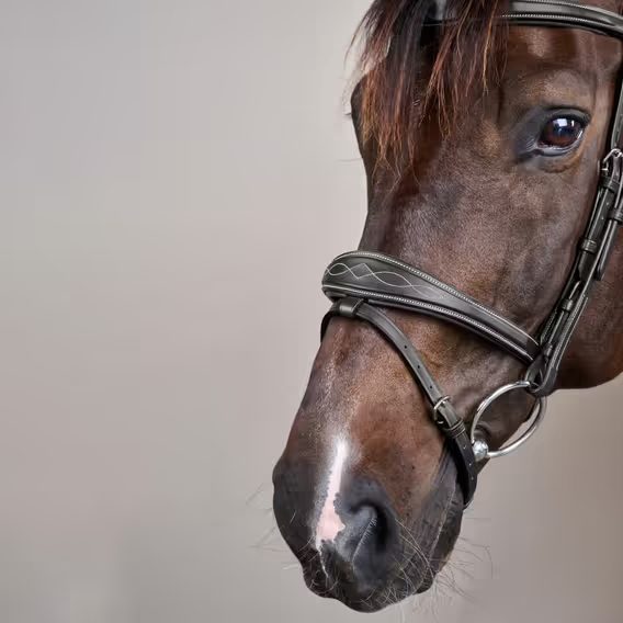 Uzdečka Dy'on Anatomic Flash Noseband USABAB