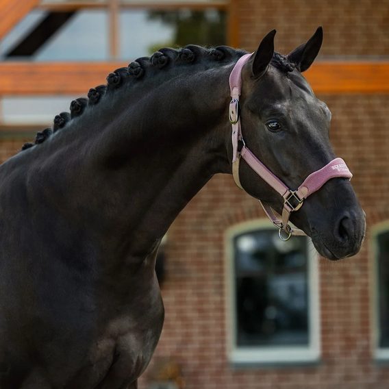 Ohlávka Equestrian Stockholm Anatomic Fleece Blush Kolekce 2026/27