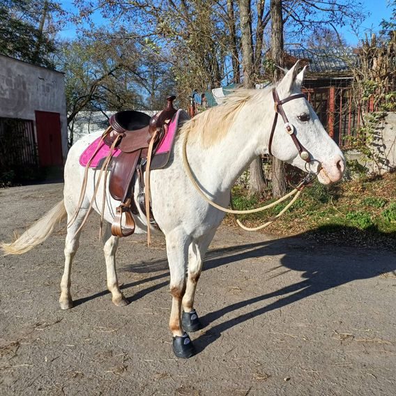 Boty pro koně Sawer Master Front